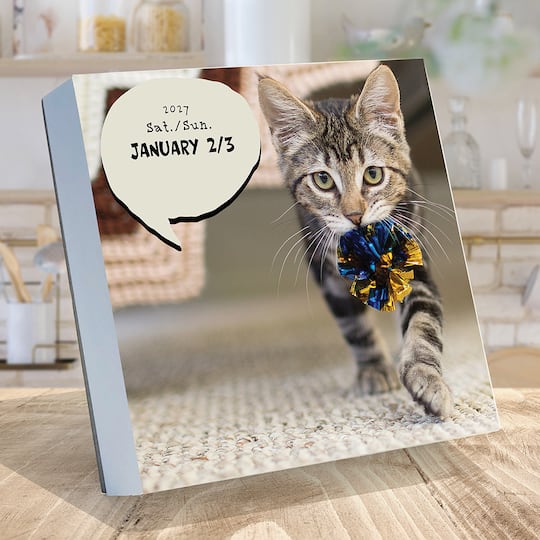 2027 Cat A Day Daily Desktop Calendar